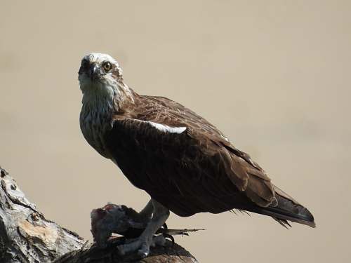 bird brown and grey bird vulture