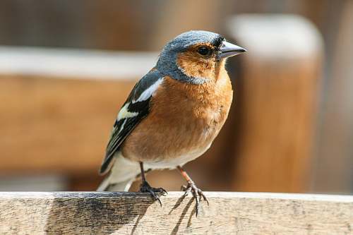 bird brown and grey bird on brown wooden panel jay