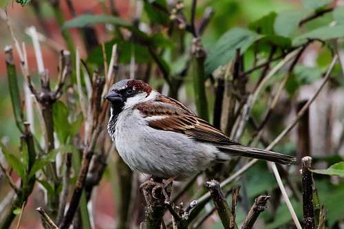 bird brown and grey bird on plant stem sparrow