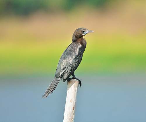 bird brown and grey bird photograph waterfowl
