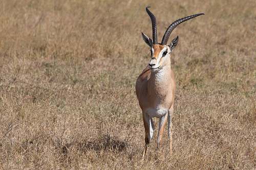mammal brown and white antelope on brown grassland antelope