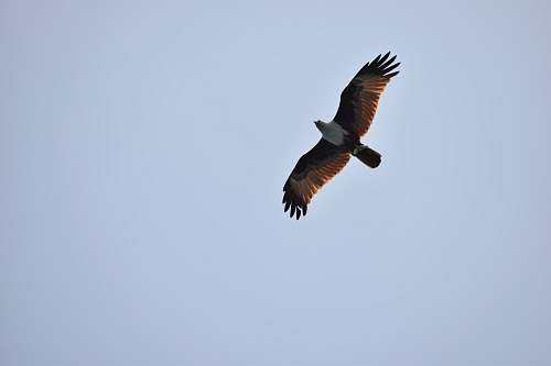 bird brown and white bald eagle vulture