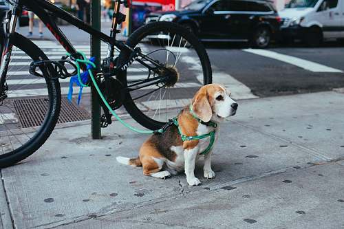 dog brown and white Beagle puppy corded to bicycle beside street beagle