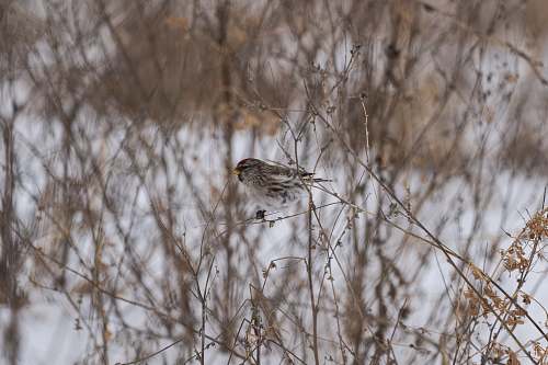 bird brown and white bird on tree branch sparrow