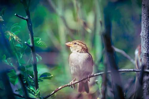 sparrow brown and white bird perched on twig finch