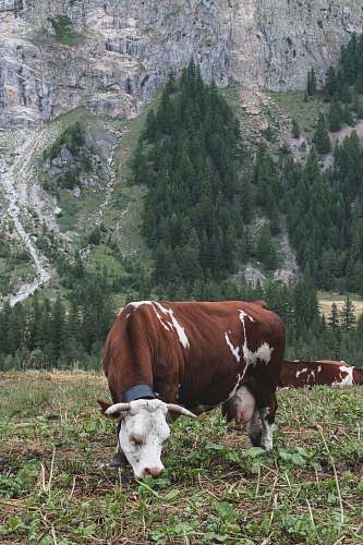 cattle brown and white cattle and brown wooden horse cow