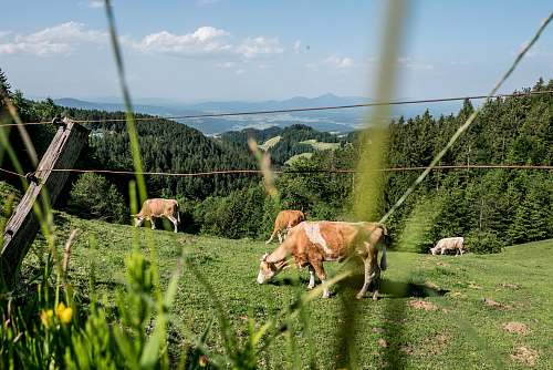 cattle brown and white cattle eating grasses under blue and white skies cow
