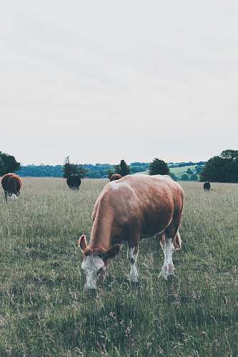cattle brown and white cattle grazing cow
