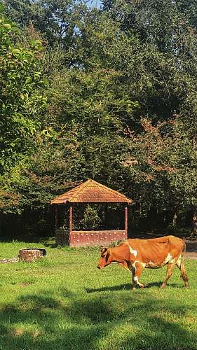 cattle brown and white coated cow walking on grass field cow