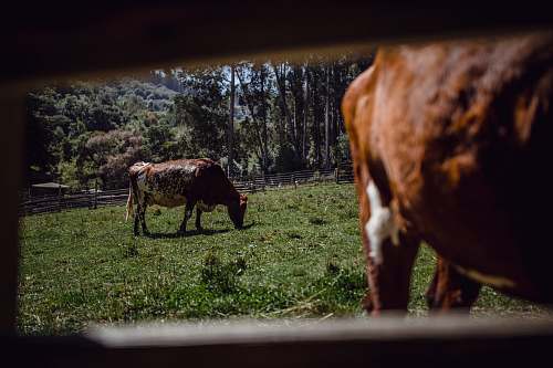 cattle brown and white cow in fence cow