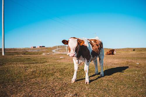 cattle brown and white cow standing on grass field cow