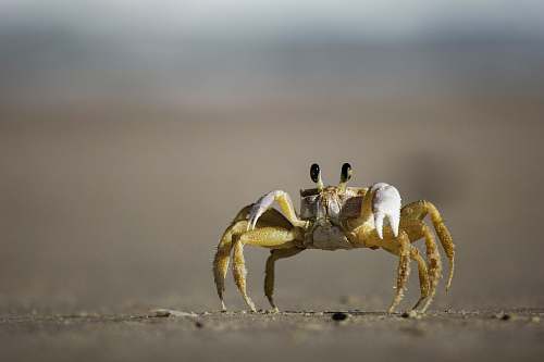 crab brown and white crab photography seafood