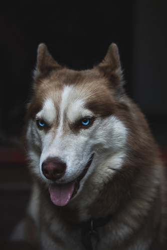 husky brown and white dog in close-up photography dog