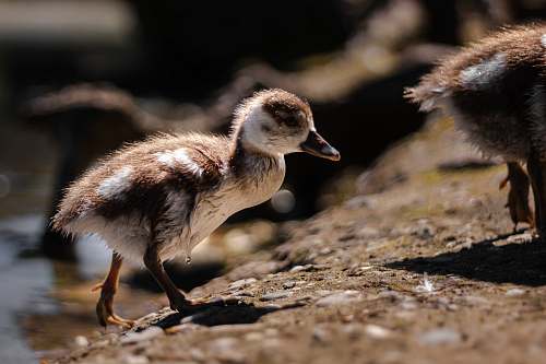 bird brown and white duckling duck