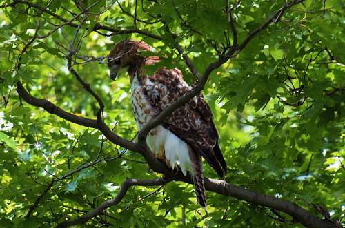 bird brown and white eagle on tree accipiter
