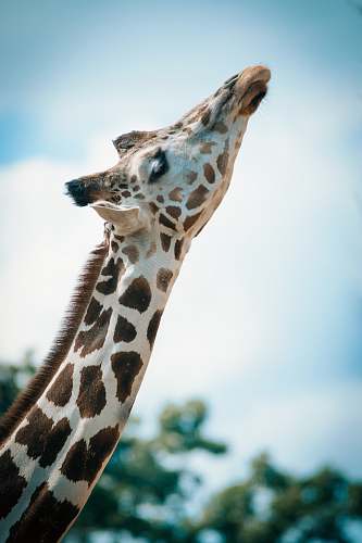 wildlife brown and white giraffe giraffe