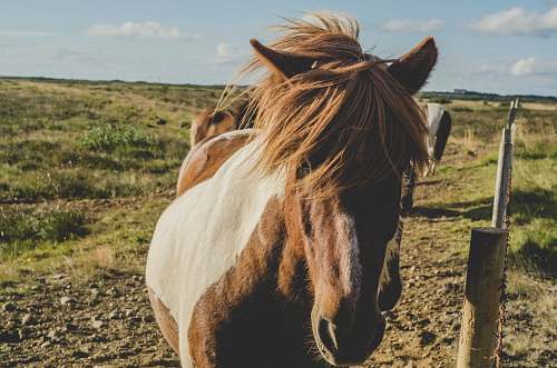 mammal brown and white horse beside fence horse