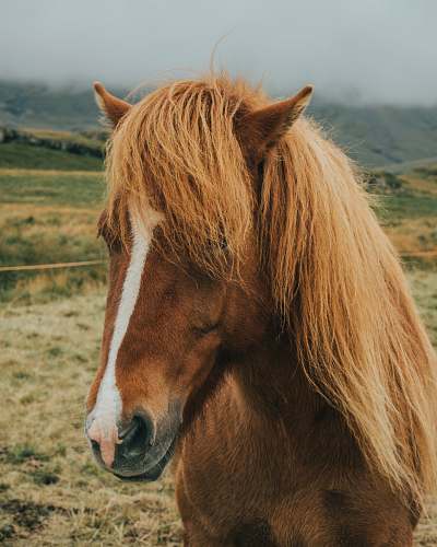 horse brown and white horse mammal