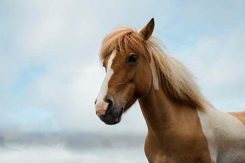 mammal brown and white horse horse