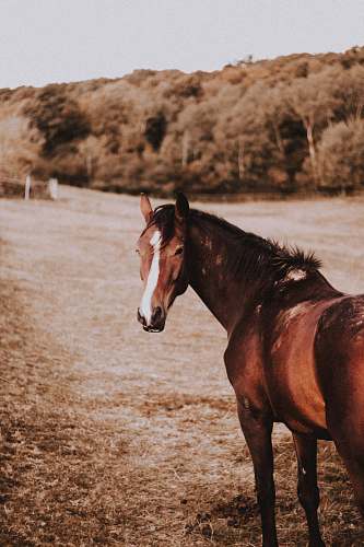 horse brown and white horse on grass during day mammal