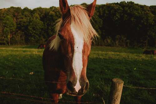 horse brown and white horse on green field during daytime mammal