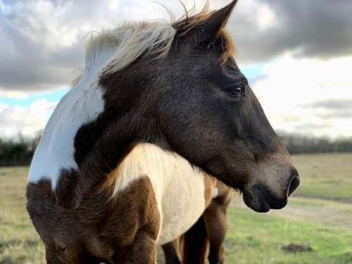 horse brown and white horse standing on grass field mammal