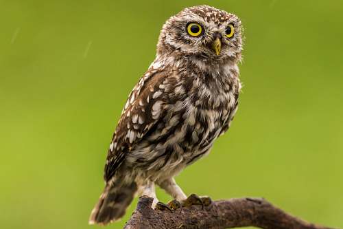 bird brown and white owl owl