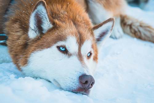 dog brown and white Siberian husky husky