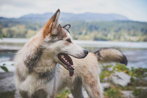 dog brown and white Siberian husky standing near river canine