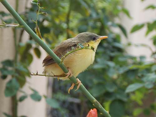 bird brown and yellow bird bee eater
