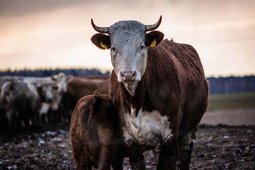 cow brown animal and cattle during daytime cattle