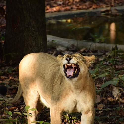 lion brown animal mammal