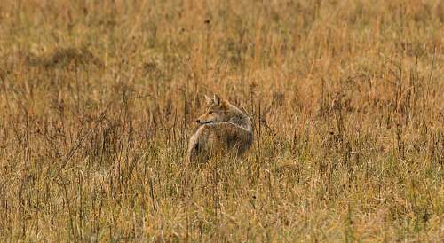 canine brown animal on brown grass during daytime coyote