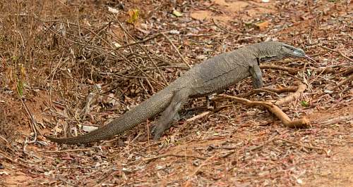 lizard brown anteater walking on grass field reptile