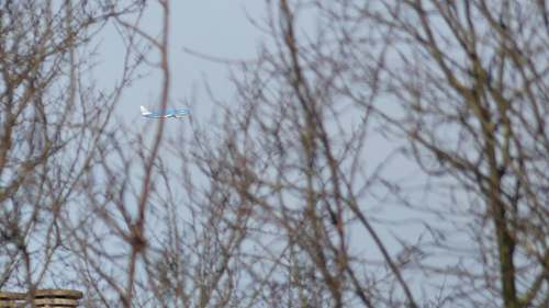 bird brown bare tree flying