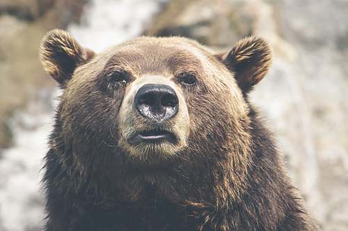 bear brown bear selective focal photo during daytime wild
