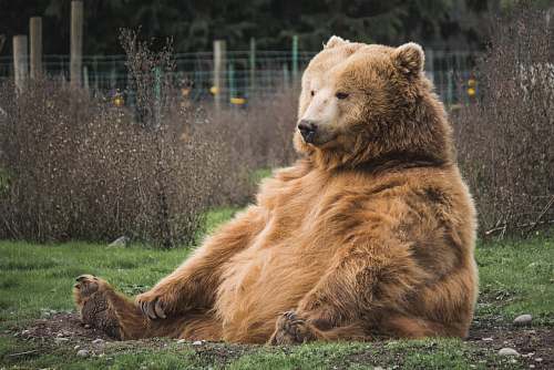 wildlife brown bear sitting on grass field bear