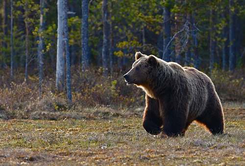 bear brown bear walking near trees wildlife