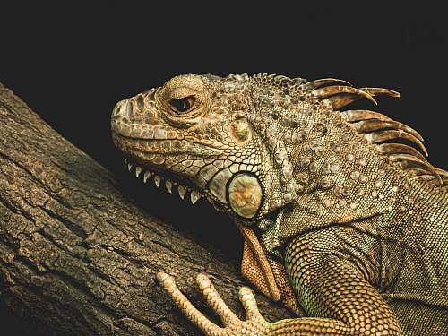 lizard brown bearded dragon on trunk reptile