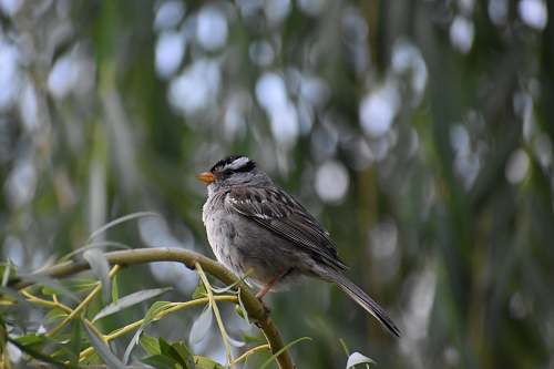 bird brown belly short-beaked bird sparrow
