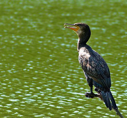 bird brown bird above body of water waterfowl