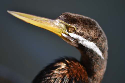 bird brown bird closeup photography australia
