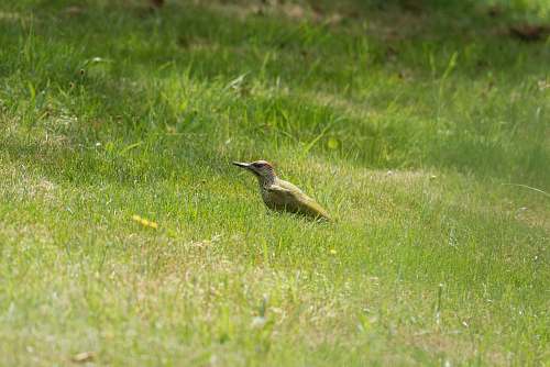 bird brown bird during daytime bee eater