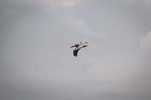bird brown bird flying mid air during daytime flying