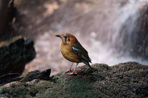 bird brown bird in rock formation finch