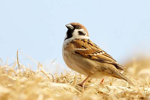 bird brown bird in shallow focus photography sparrow
