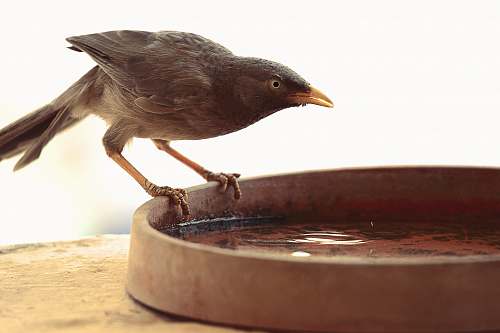 bird brown bird on bowl with body of water india
