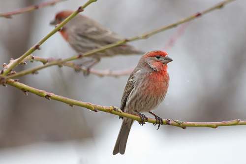 bird brown bird on branch finch