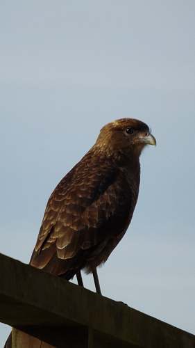 bird brown bird on brown wood buzzard
