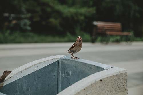 sparrow brown bird on concrete block bench